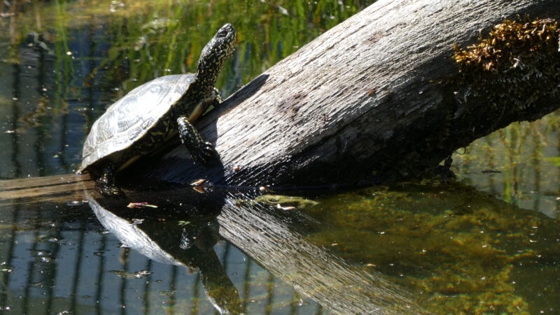 Wohlfühloase fürs Wappentier: Die Schildkröten genießen in ihrem Gehege jeden Sonnenstrahl. Foto: Anke Beißer