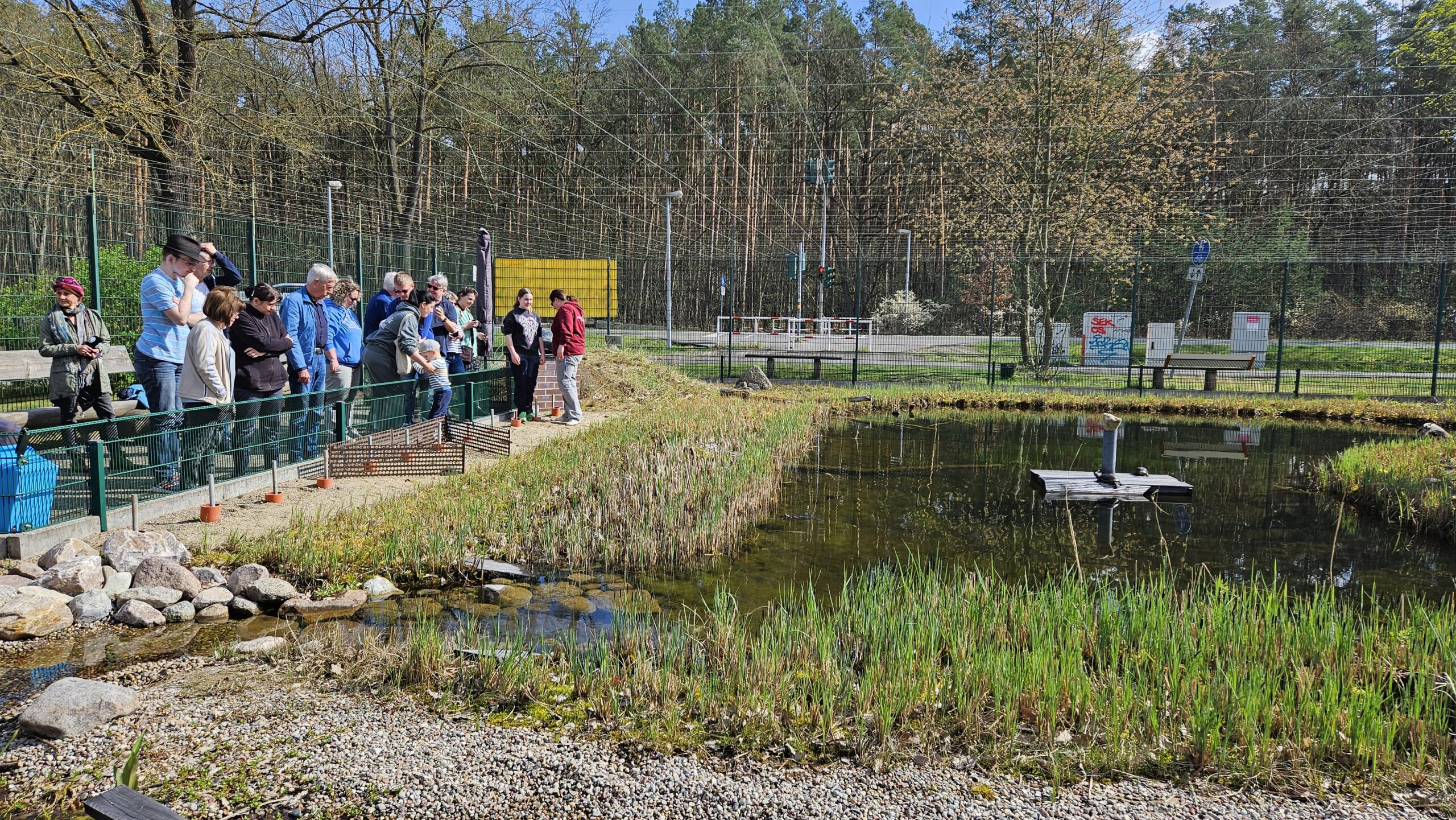 Großes Interesse: Bei schönstem Wetter haben zwei Dutzend Schaulustige am Samstagvormittag (6. April 2024) den Weg zum Gehege am Löcknitzcampus gefunden, um die Rückkehr der Grünheider Wappentiere zu erleben. Foto: Anke Beißer