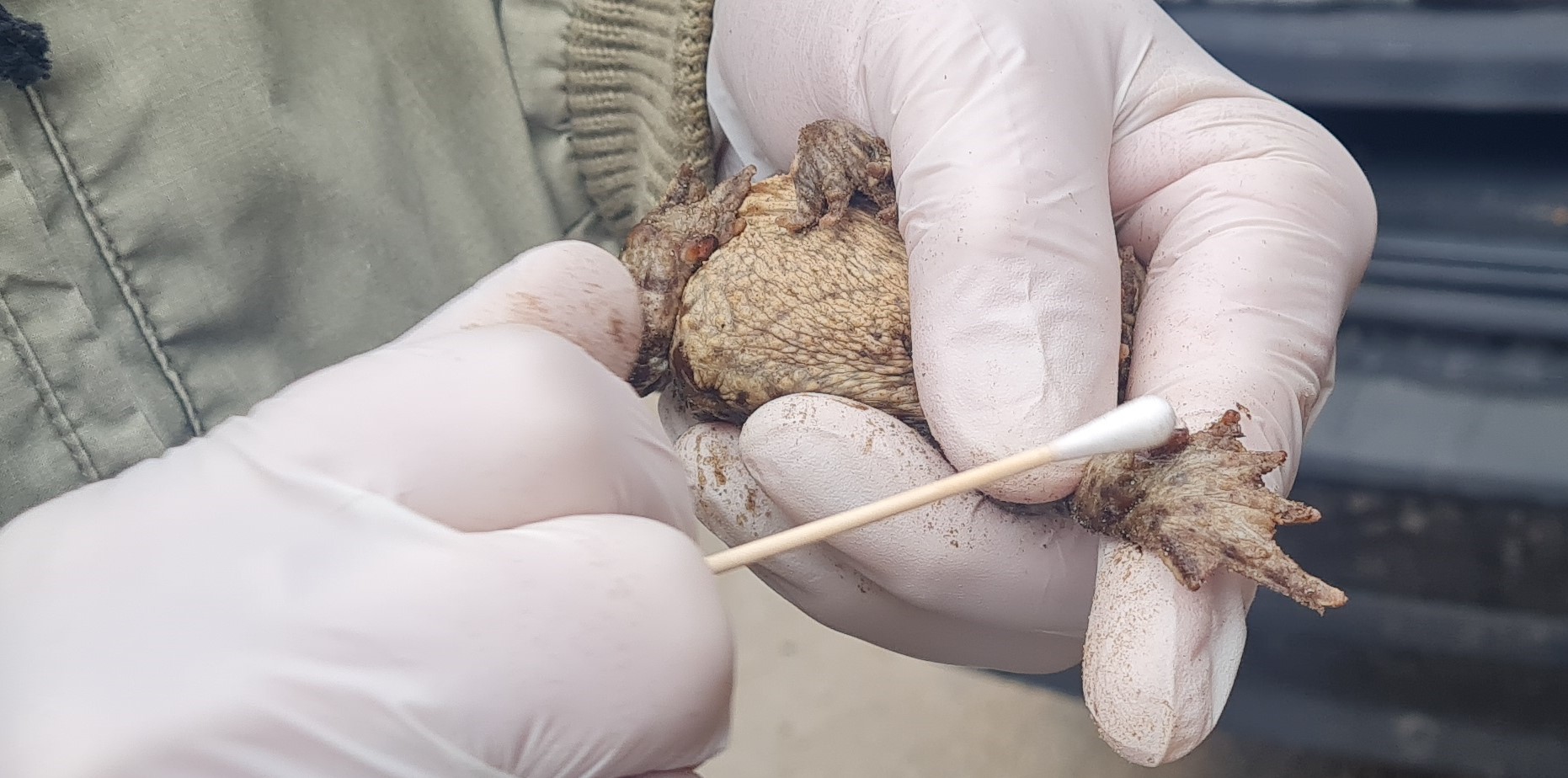 Abstrich: Durch die Beprobung soll der Befall mit Herpesvieren untersucht werden. Foto: Julia Galow