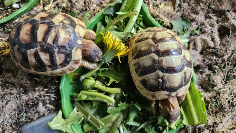 Leckere Gartenkräuter: Sind die Mini-Schildkröten mopsfidel, wird fleißig gefressen und Nachschub verlangt. Foto: Anke Beißer.
