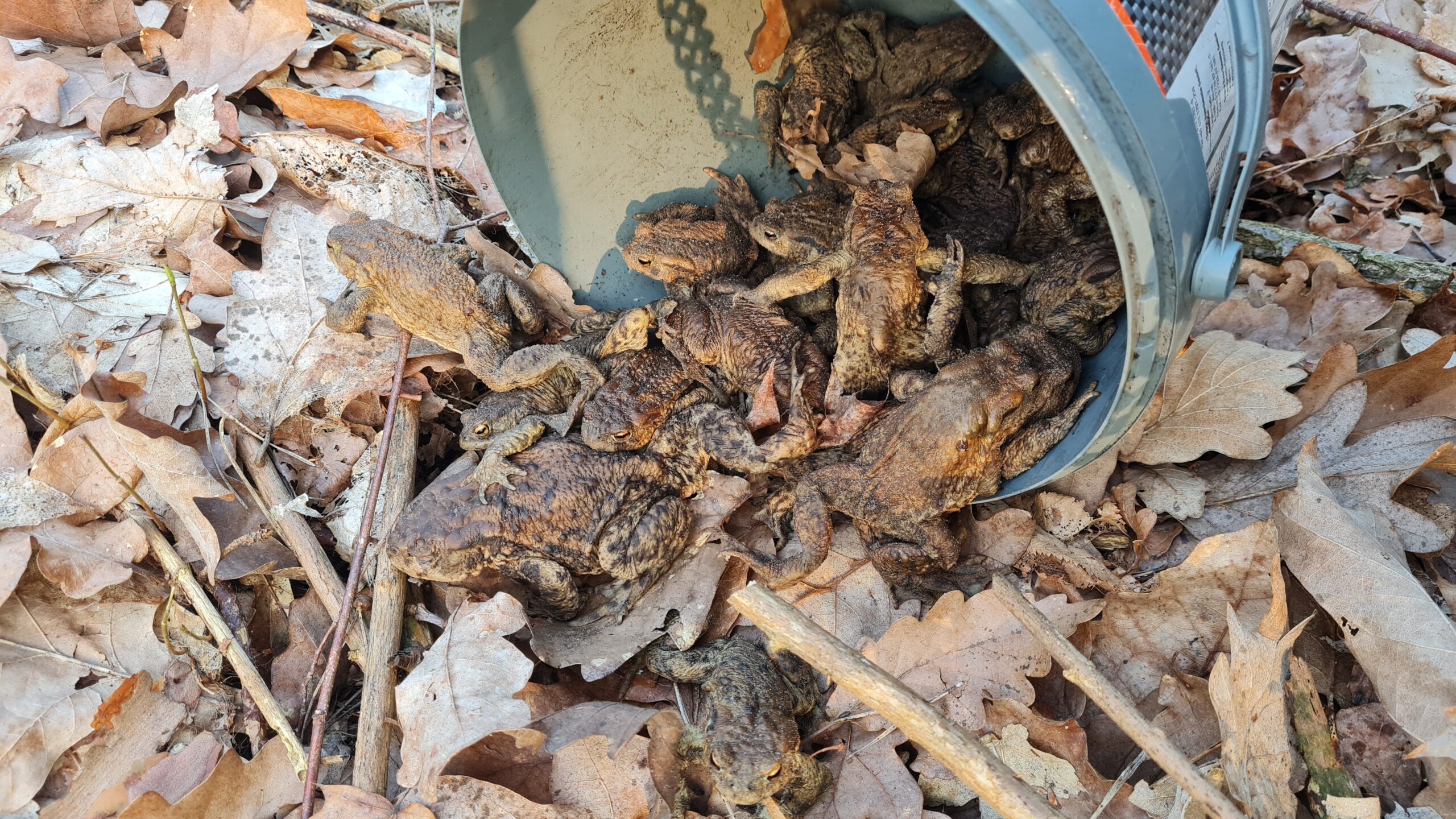 Reiche Ausbeute: Die Eimer sind oft gut gefüllt - für die Kröten der sichere Weg über die Straße. Foto: Julia Galow