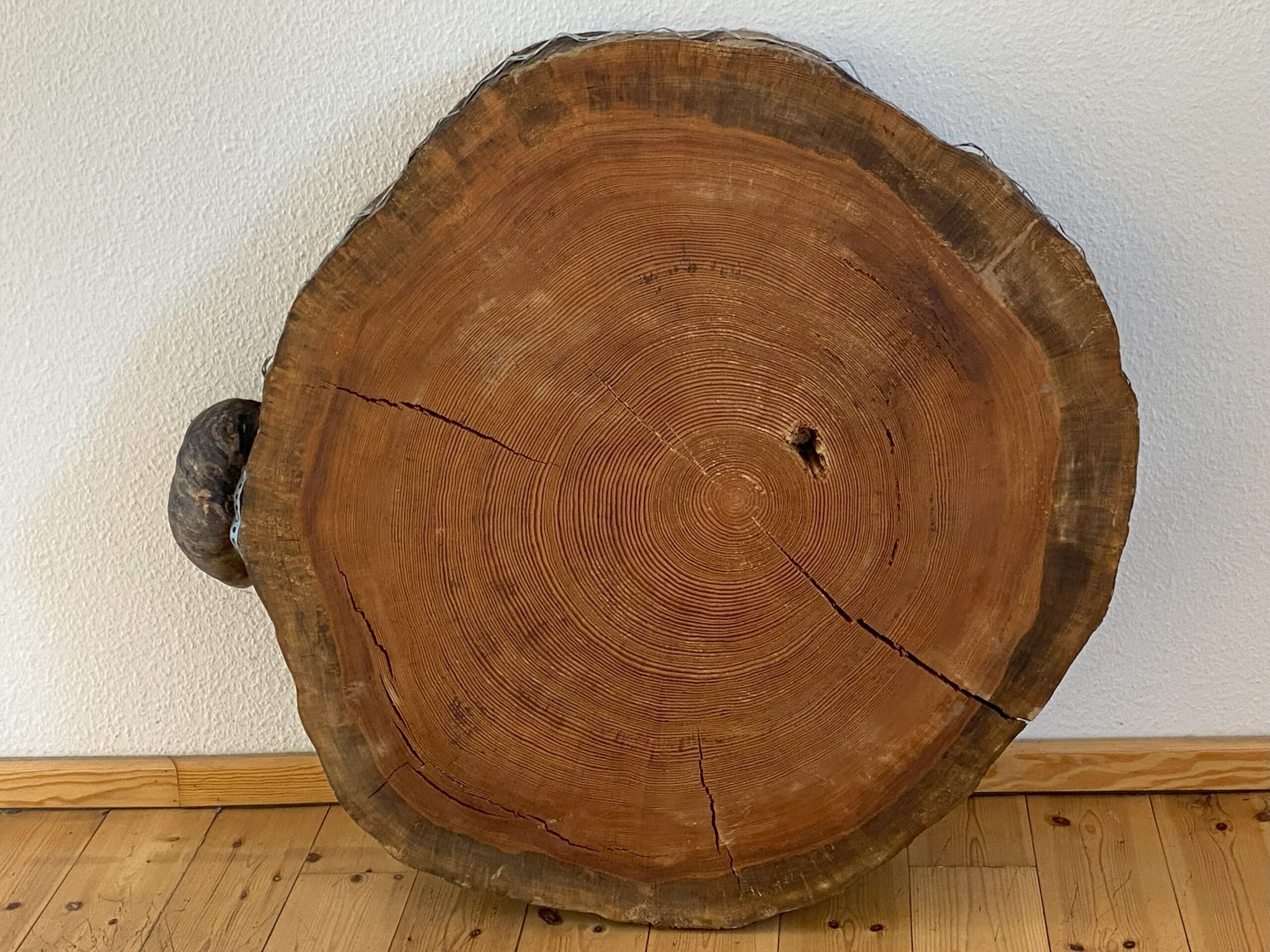 Erinnerung an die älteste Kiefer: Die Baumscheibe mit einem Durchmesser von einem Meter stammt von einer 250 Jahre alten Kiefer - der vermutlich "dienstältesten" in der Region. Foto: Frederic Wienecke