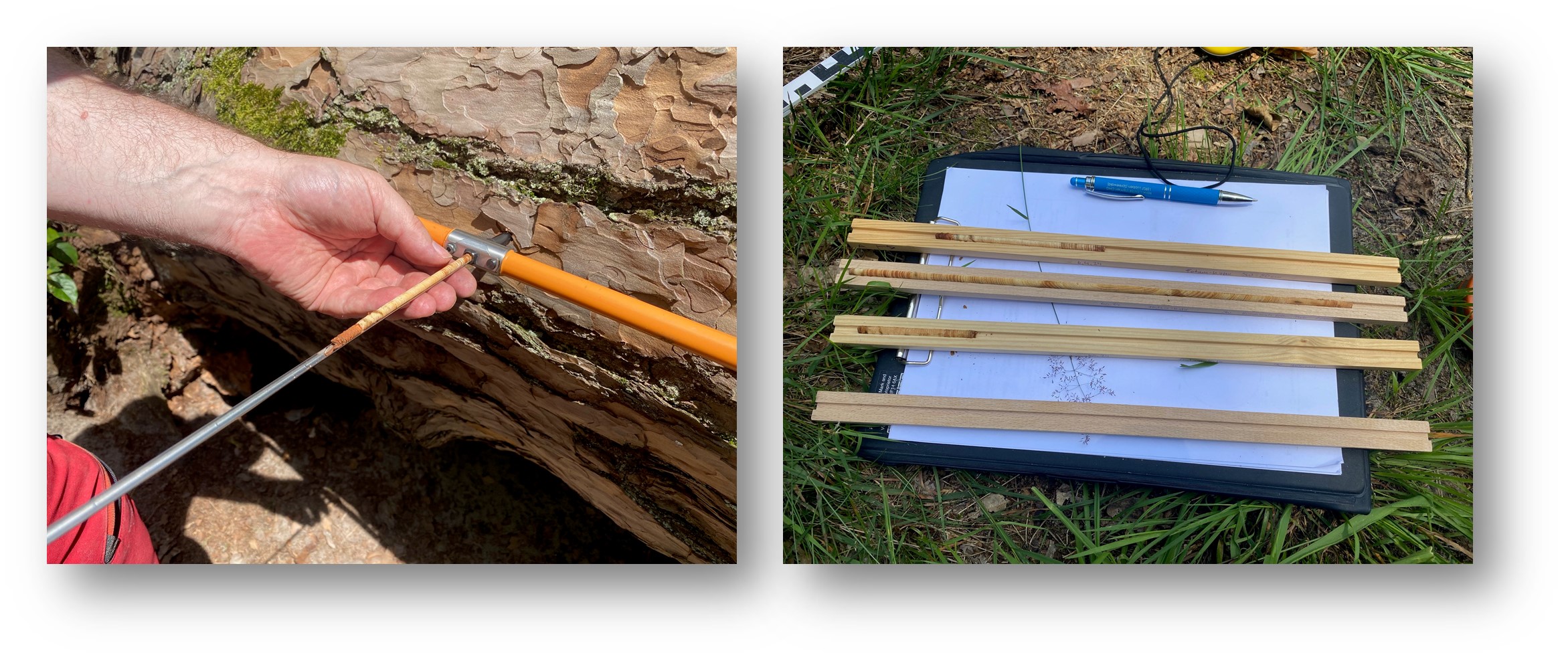 Auf den Zahn gefühlt: Für die Altersbestimmung muss aus dem Stamm beziehungsweise dem stärksten Ast ein durchgängiger Bohrkern (Foto rechts, zweiter von oben) entnommen werden, um danach unterm Mikroskop die Jahresringe zu zählen. Fotos/Montage: Frederic Wienicke/Anke Beißer
