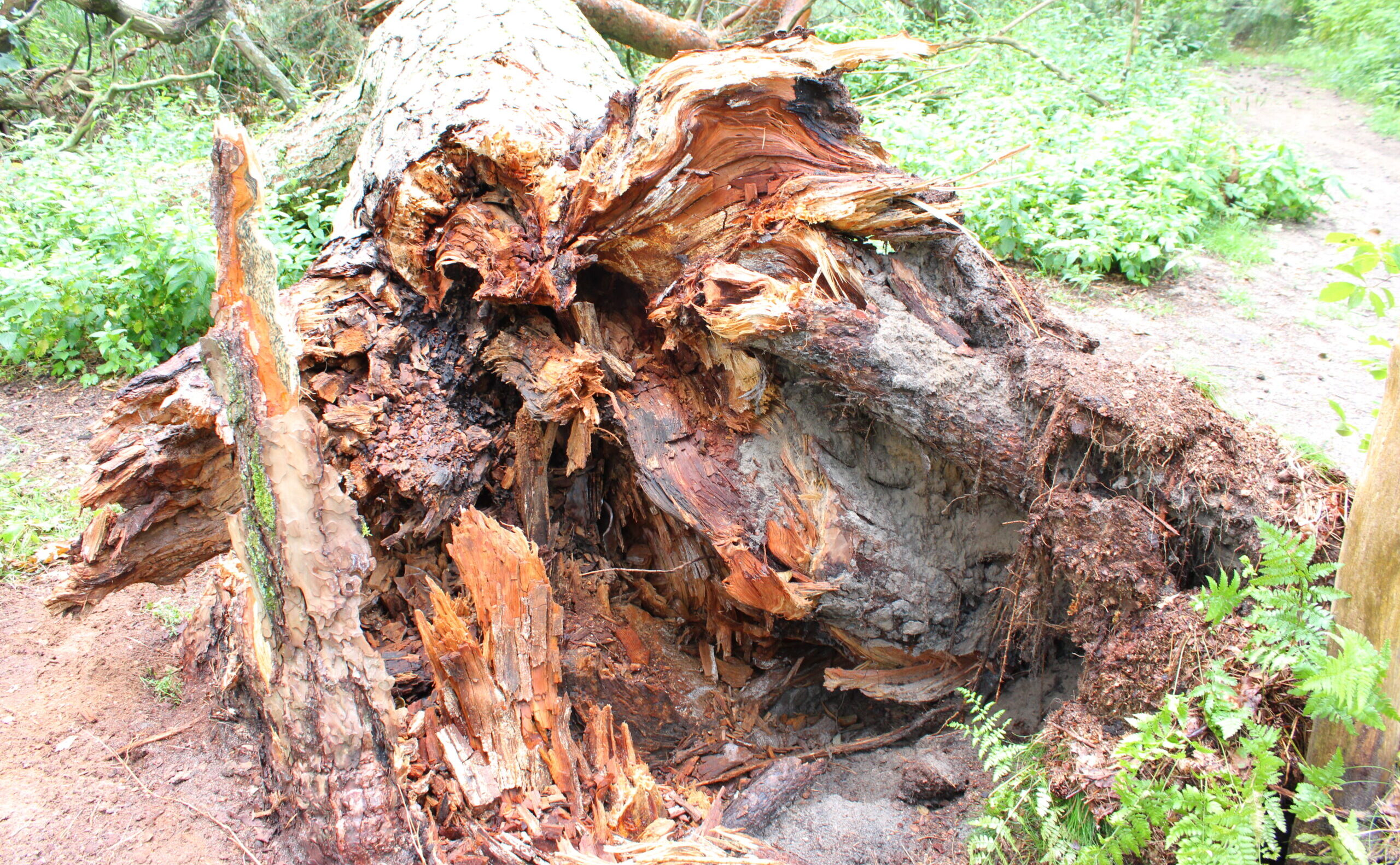Keine Chance: Die Kiefer am Löcknitztalweg, die schon Fontane auf seinen Wanderungen passiert haben soll, ist innerlich total verfault. Foto: Uwe Werner