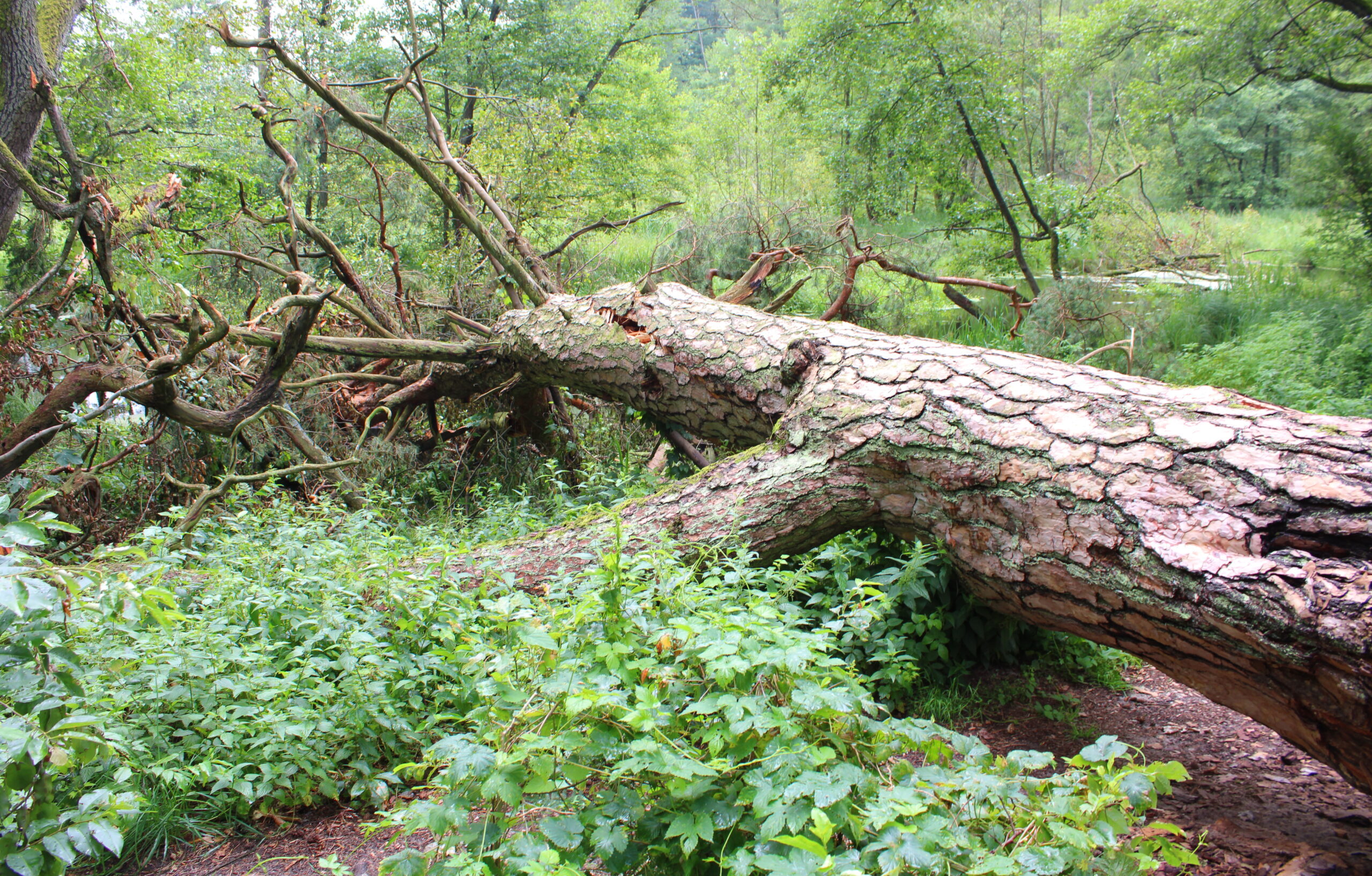 Umgehauen: Die Fontane-Kiefer liegt nun quer über den Wanderweg im Löcknitztal und wird hier verrotten. Foto: Uwe Werner