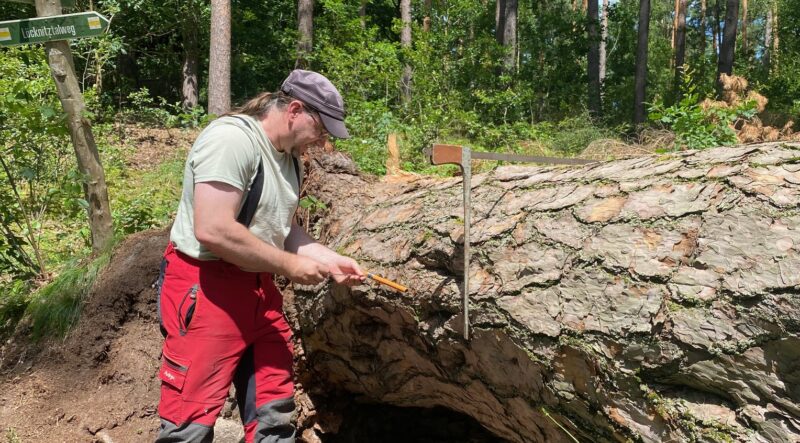 Spannende Frage: Wie alt ist die Fontane-Kiefer wirklich? Baumgutachter Thomas Schmidt ist bei der Altersbestimmung auf (geschätzt) maximal 180 Jahre gekommen. Foto: Frederic Wienecke