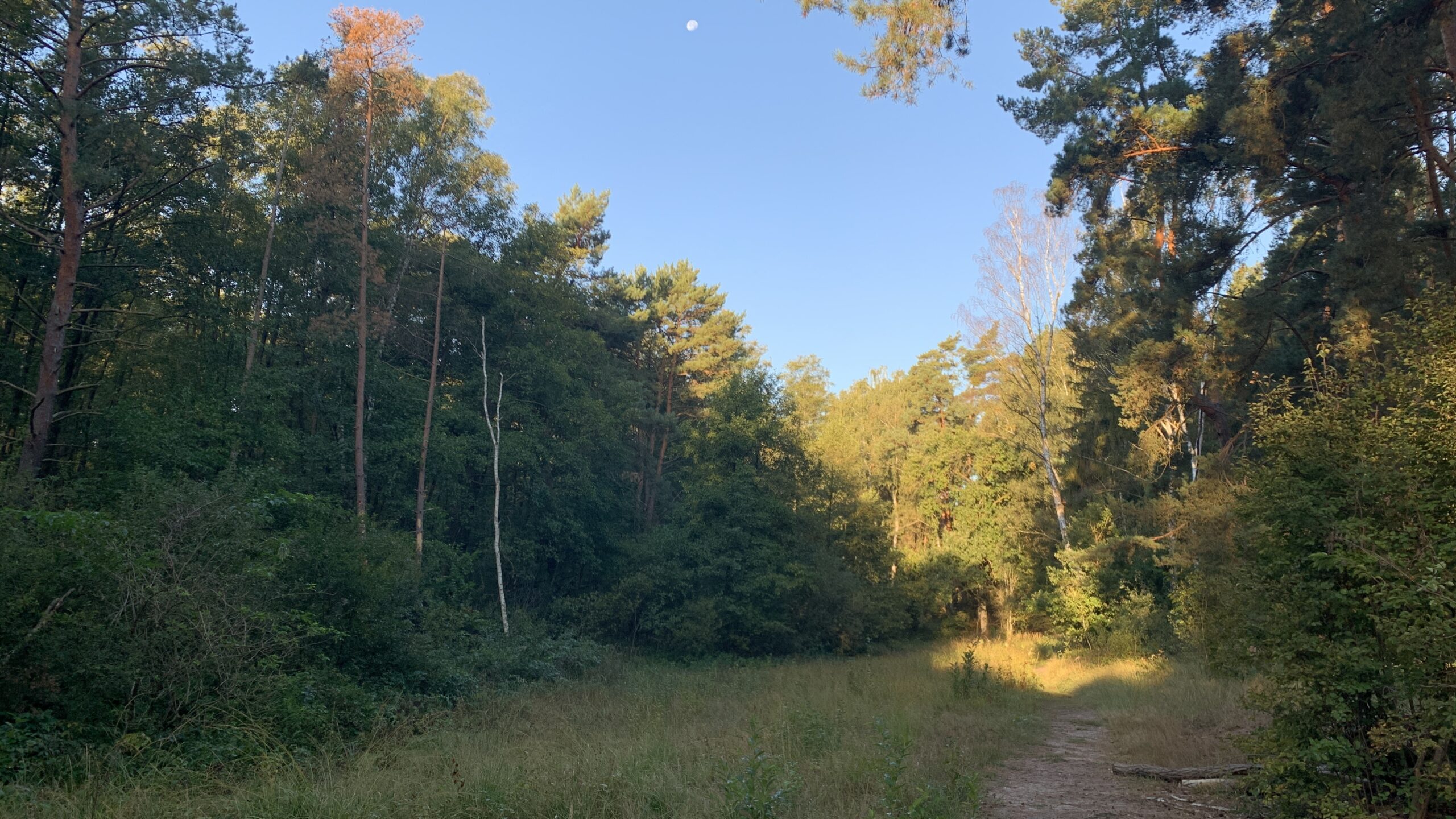 Verborgene Schönheit mit Mond: "Der Schlauch", so die Bezeichnung der, rund 400 Meter östlich der Großen Wallbrücke bei Grünheide gelegenen Wiese, entfaltet erst durch die Mahd und damit verbunden Pflege ihre Artenvielfalt. Foto: Bernd Ziebarth