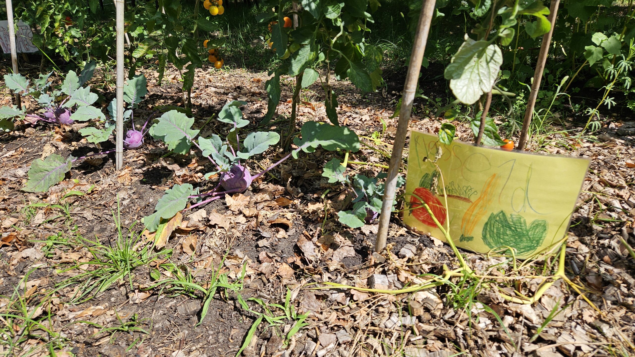 Hier gärtnert die 1d: Manche Beet im Schulgarten sind mit Schilder versehen, was hier wächst und wer sich kümmert. Foto: Anke Beißer