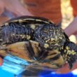 Auf ins Winterquartier: Die Sumpfschildkröten wurden am Samstag (18. Oktober) wieder an Land geholt. Und, sie alle waren mopsfidel. Foto: Anke Beißer