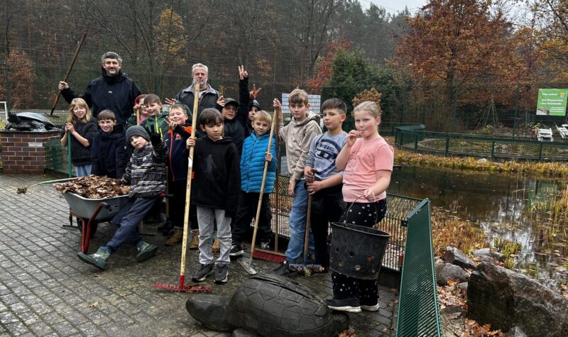 Trotz einsetzendem Regen wurde das Versprechen eingelöst: Alexander Biedermann kam mit seiner Klasse der 4a der Gerhart-Hauptmann Grundschule Grünheide zum Einsatz und befreite das Gehege von Laub und Eicheln. Foto: Pauline Thiel