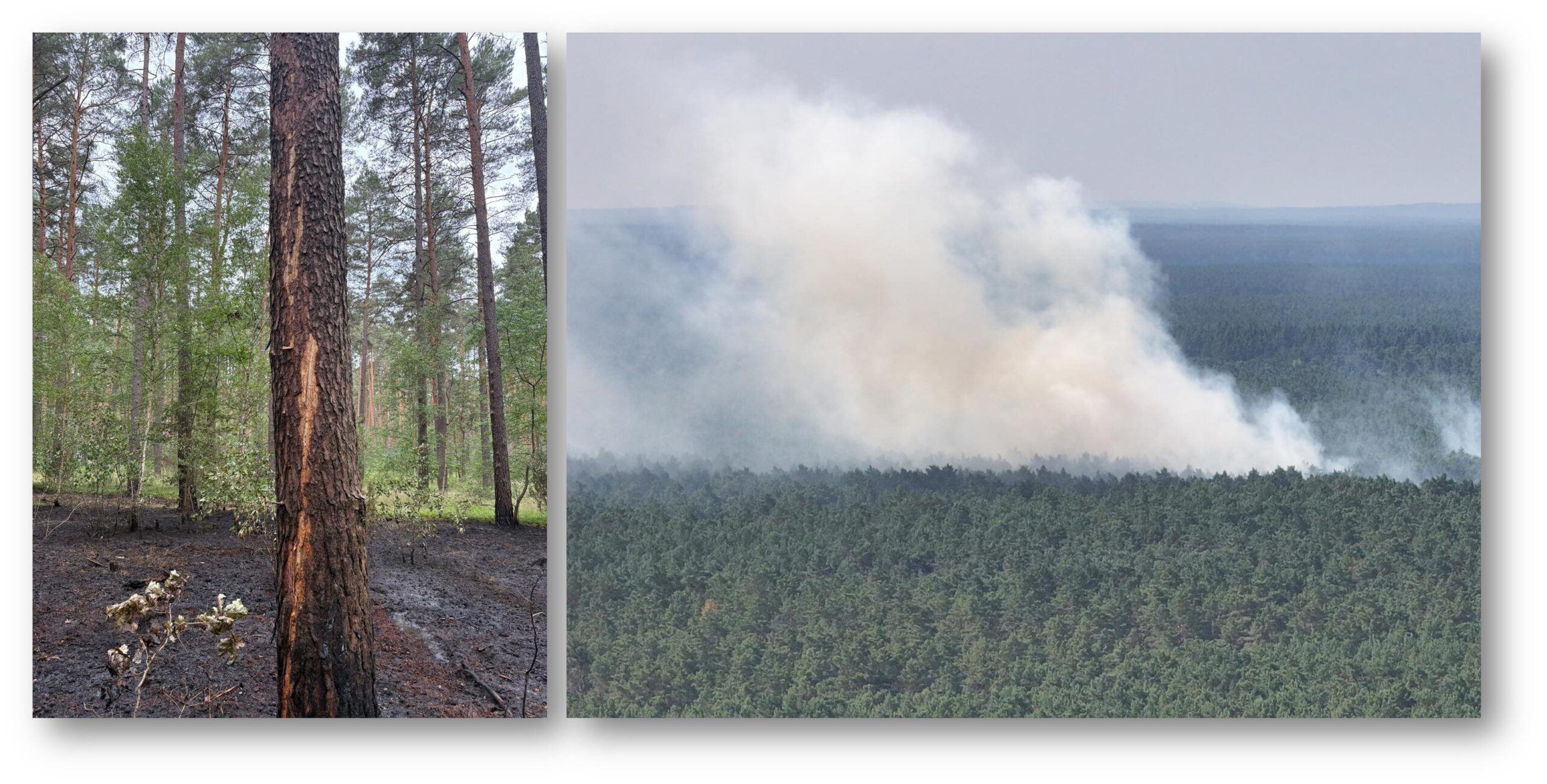 Mitten im Wald: Ein Blitzschlag hatte im Juni einen Brand aufgelöst, der durch optische Überwachungstechnik entdeckt wurde. Am Baumstamm war deutlich zu sehen, welchen Weg der Strom genommen hat. Foto links: Jan Wischnewski/Foto rechts: Waldbrandzentrale Wünsdorf/Montage: Anke Beißer