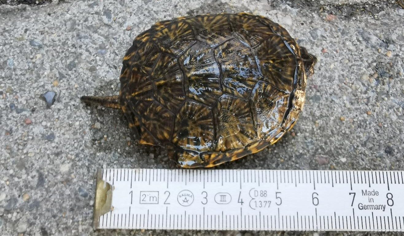 Gut über den Winter gekommen: Die Babyschildkröte wurde beim Abfischen im Herbst im Gehege am Löcknitzcampus entdeckt. Jetzt misst sie schon sechs Zentimeter. Foto: Lothar Zywitza
