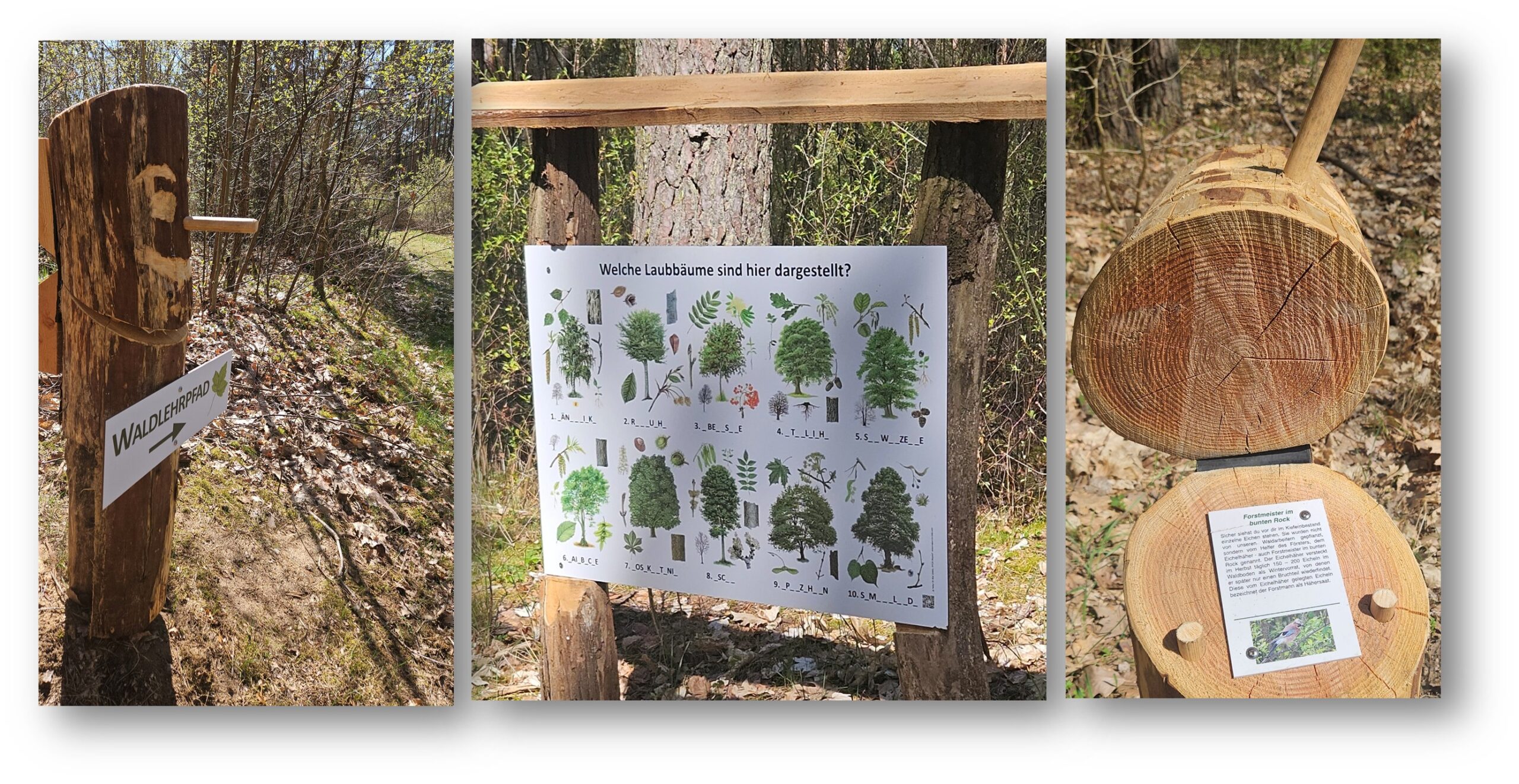 Mehr als nur Kieferwald: Auf Schautafeln sind diverse Laubbäume abgebildet. An Ort und Stelle kann ihr Namen gerätselt und manch Exemplar in der nahen Umgebung sogar gleich in natura entdeckt werden. Fotos/Montage: Anke Beißer