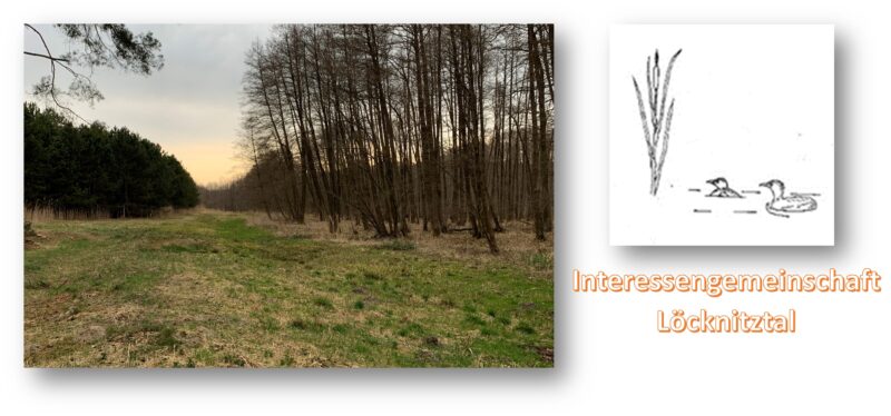 Unscheinbar? Überraschend schön: Bei der Wanderung im Morgengrauen durch das Löcknitztal gibt es so Einiges zu entdecken. Foto: Bernd Ziebarth/Montage: Anke Beißer