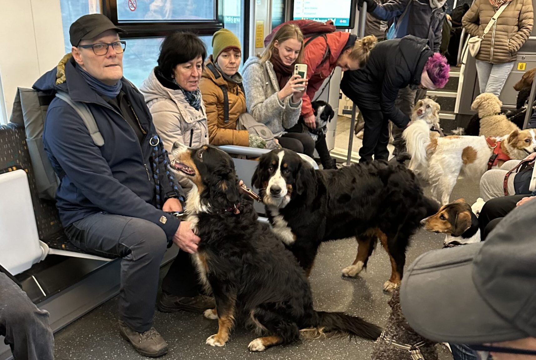 Mit dem Regio nach Berlin: Der Grünheider Hundetreff übernimmt auch Ausflüge nach Berlin. Im Zug zeigt sich, dass das Üben ungewohnter Situationen Früchte trägt und die Vierbeiner nichts aus der Ruhe bringt. Foto: Archiv Bernhard Ackermann