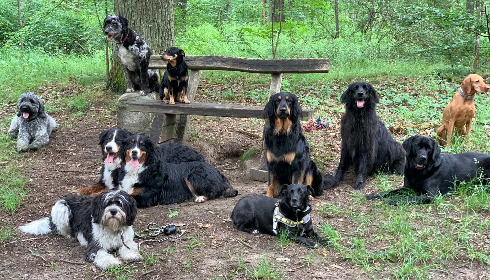Was für ein Bild: Die Hunde unterschiedlichster Größe und unterschiedlichsten Charakters sitzen bei der Wanderpause nach Kleinwall einträchtig nebeneinander und warten ganz entspannt darauf, dass es weitergeht. Foto: Archiv Bernhard Ackermann