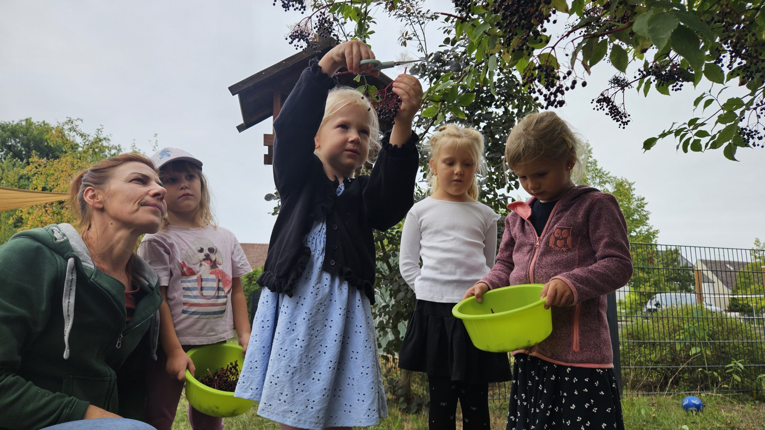 Schön vorsichtig: Elmine (4, vorn) lernt beim Ernten der Holunderbeeren auch den sicheren Umgang mit der Schere. Erzieherin Dajana Hennig passt auf sie auf. Frederike (4), Livia (6) und Lorelei (4, hinten von links) sind als nächstes an der Reihe. Foto: Anke Beißer