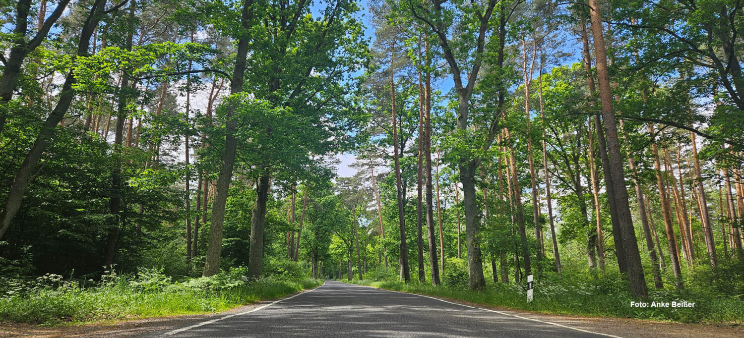 Grünheide im Blick