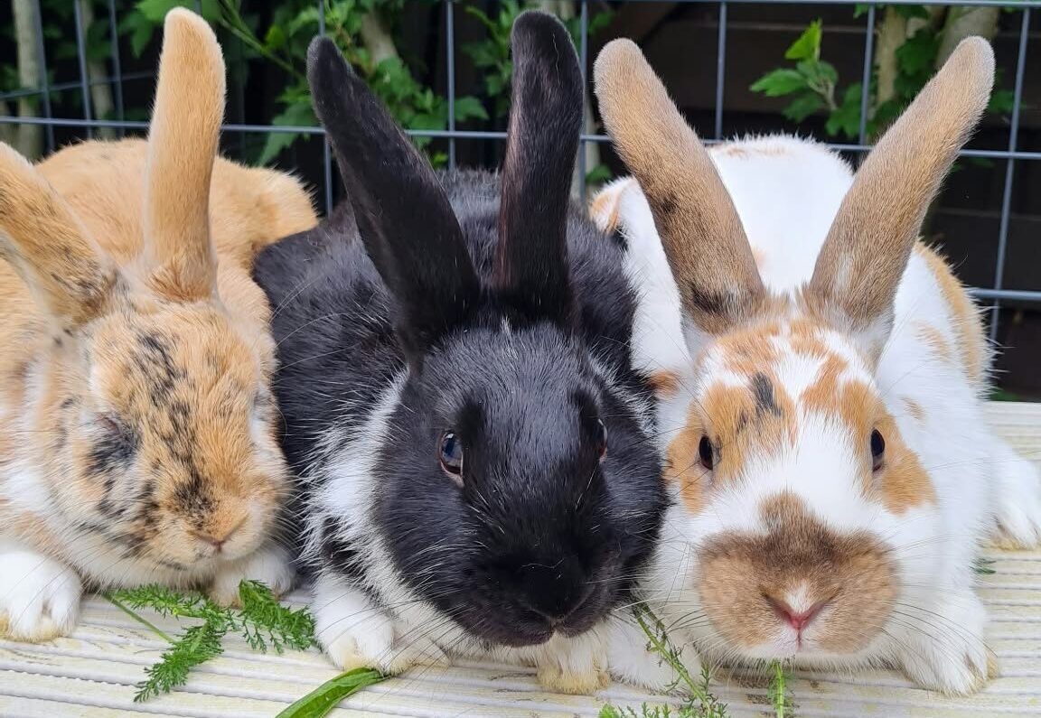 Wollen gestreichelt werden: Mit Kaninchen zu kuscheln, steht bei Kindern hoch im Kurs. Beim Familienfest ist dazu reichlich Gelegenheit. Foto: Dörte Pohl