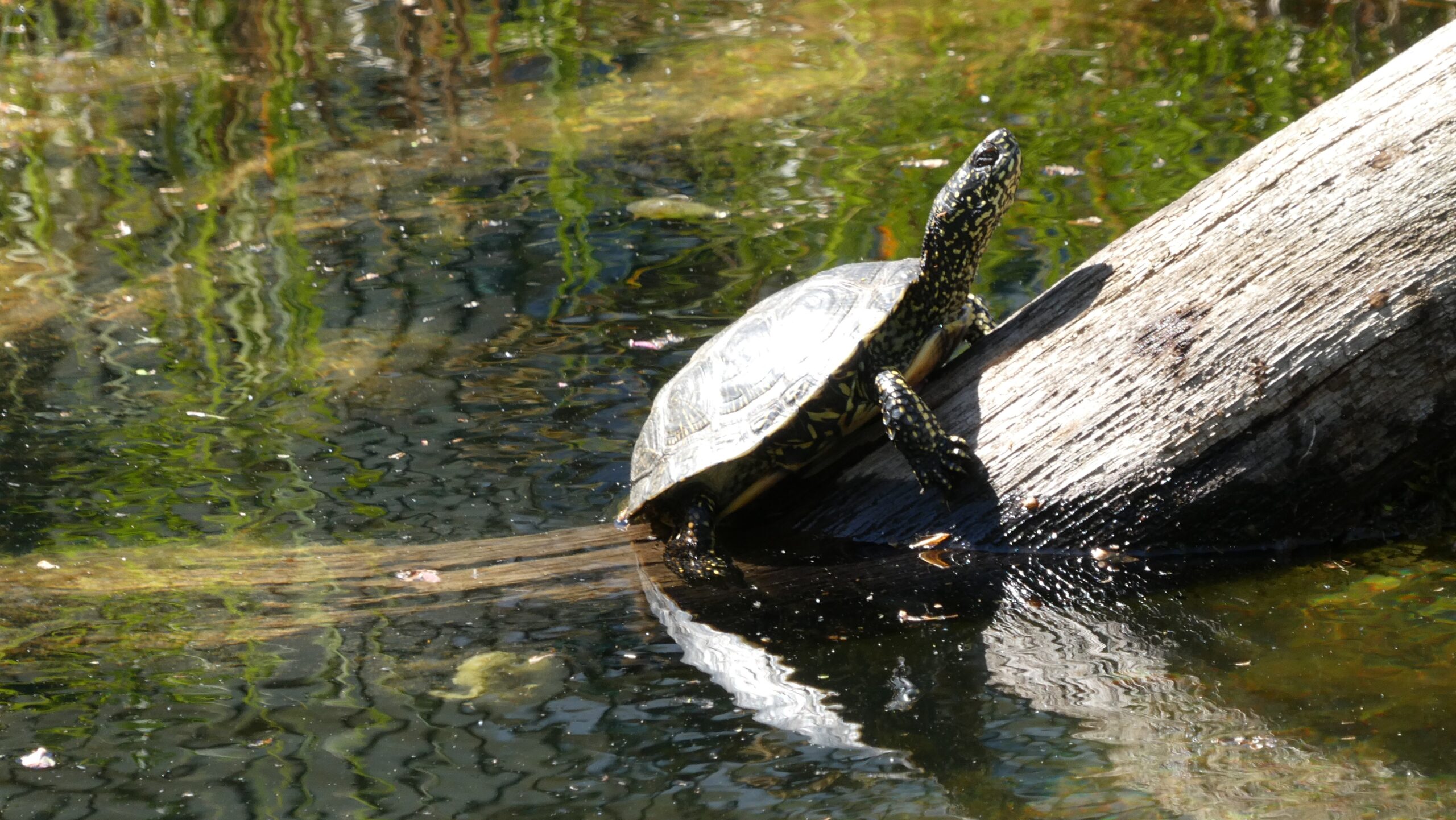 Ein letztes Sonnenbad: Am Samstag (17. Oktober) geht es für die Schildkröten vom Löcknitzcampus wieder zurück ins Winterquartier. Foto: Anke Beißer